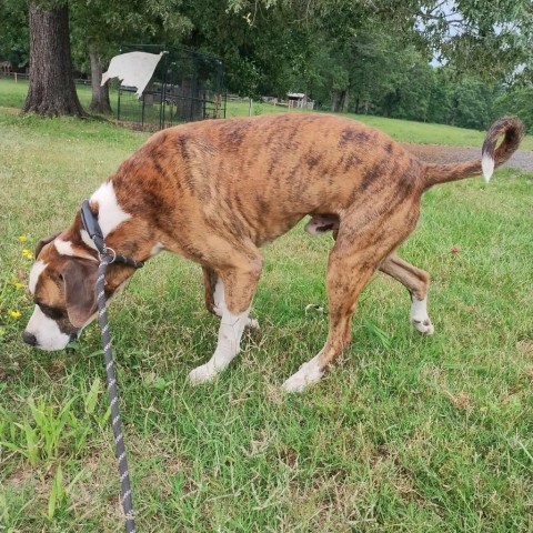 Red, an adoptable Boxer, Hound in Fargo, ND, 58102 | Photo Image 5