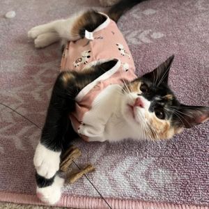 Meet Poppy and Willow the adorable calico duo These kitties have been together since birth and are