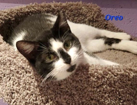 Oreo (24-414)