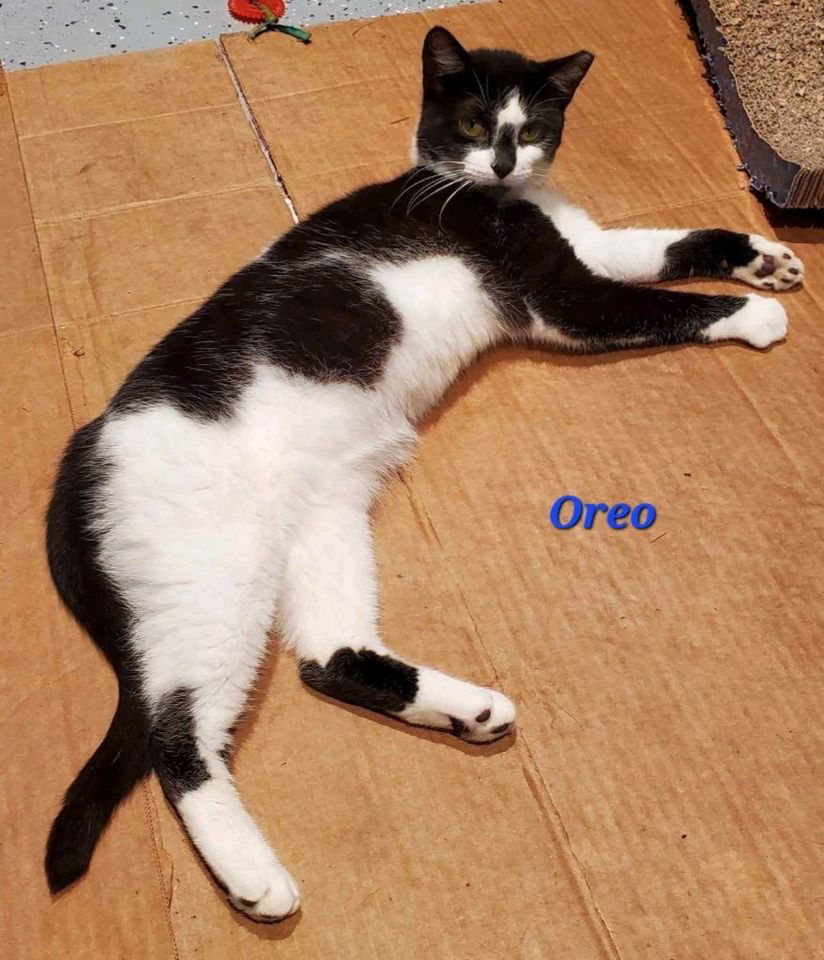 Oreo (24-414)