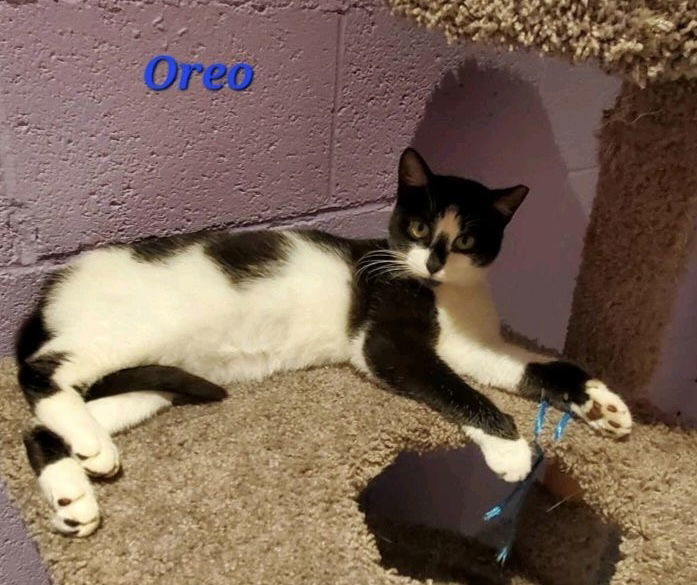 Oreo (24-414)