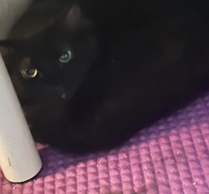 Coco, an adoptable Domestic Short Hair in Phoenix, AZ, 85023 | Photo Image 1