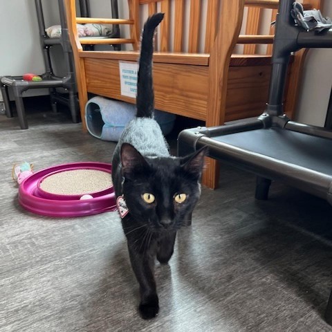 Skipper, an adoptable Domestic Short Hair in Washougal, WA, 98671 | Photo Image 2