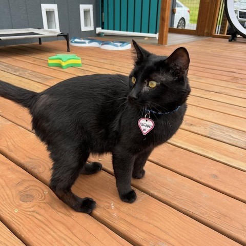 Skipper, an adoptable Domestic Short Hair in Washougal, WA, 98671 | Photo Image 3