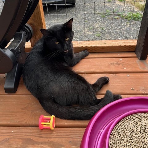 Skipper, an adoptable Domestic Short Hair in Washougal, WA, 98671 | Photo Image 5