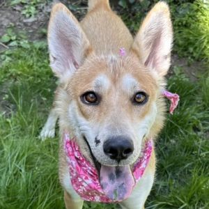 Meet Roxi a delightful 1-year-old husky mix weighing 41 pounds She has an affectionate personality