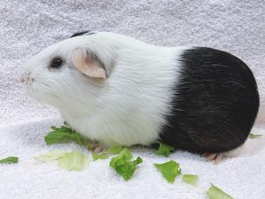 Papi Guinea Pig Small & Furry