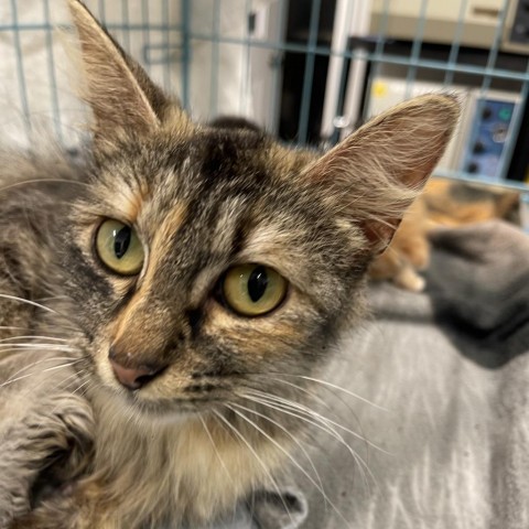 Piquet (Barn Buddy), an adoptable Domestic Long Hair in Folsom, LA, 70437 | Photo Image 1