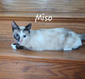 Miso #craves-attention Siamese Cat