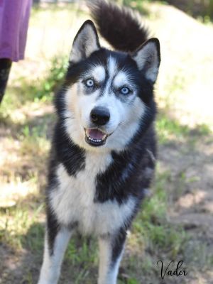 Vader, Adult Male Husky