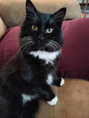 Nekter is a handsome floof who loves to cuddle once he settles in He enjoys sitting in your lap and
