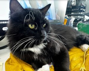 Nekter is a handsome floof who loves to cuddle once he settles in He enjoys sitting in your lap and