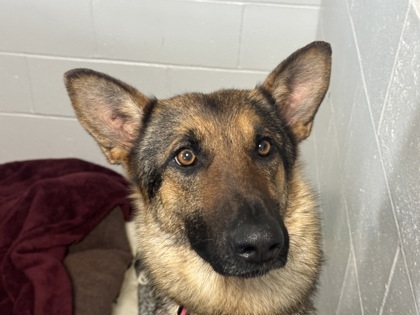 Ruby - Looking for foster, an adoptable German Shepherd Dog, Mixed Breed in Rhinelander, WI, 54501 | Photo Image 1