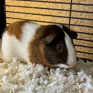 i everyone my name is Sunspot I am an unaltered male baby guinea pig who is looking for my new
