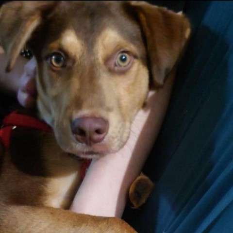 Alvaro-Oliver, an adoptable Hound in Bloomington, MN, 55431 | Photo Image 2