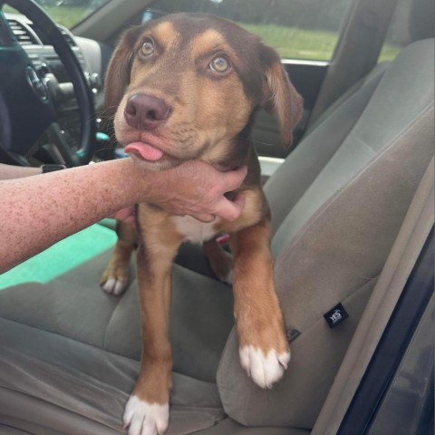 Alvaro-Oliver, an adoptable Hound in Bloomington, MN, 55431 | Photo Image 3