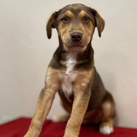 Alvaro-Oliver, an adoptable Hound in Fargo, ND, 58102 | Photo Image 3