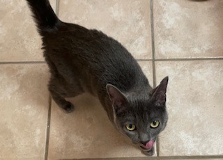 Zap, an adoptable Domestic Short Hair in Grand Junction, CO, 81505 | Photo Image 1