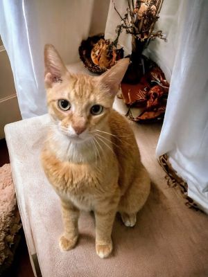 My name is Toby and I am a handsome 9 year old orange tabby boy I came into rescue because