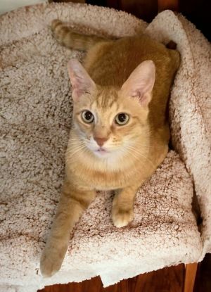 My name is Toby and I am a handsome 9 year old orange tabby boy I came into rescue because