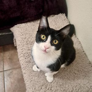 Chilindrina, Adult Female Domestic Short Hair