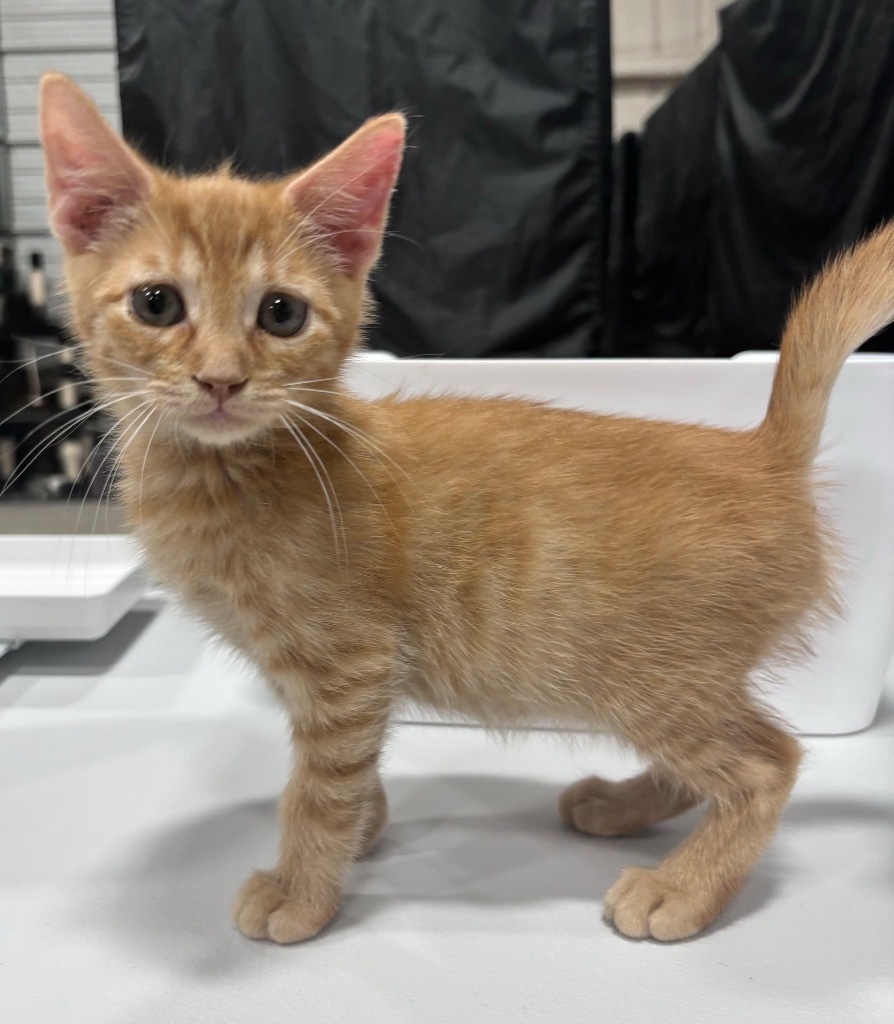 Raka, an adoptable Domestic Short Hair in Corpus Christi, TX, 78415 | Photo Image 1