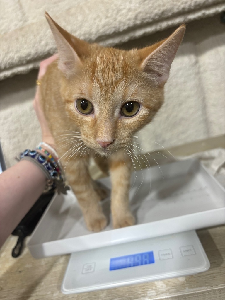 Anaya, an adoptable Domestic Short Hair in Corpus Christi, TX, 78415 | Photo Image 1