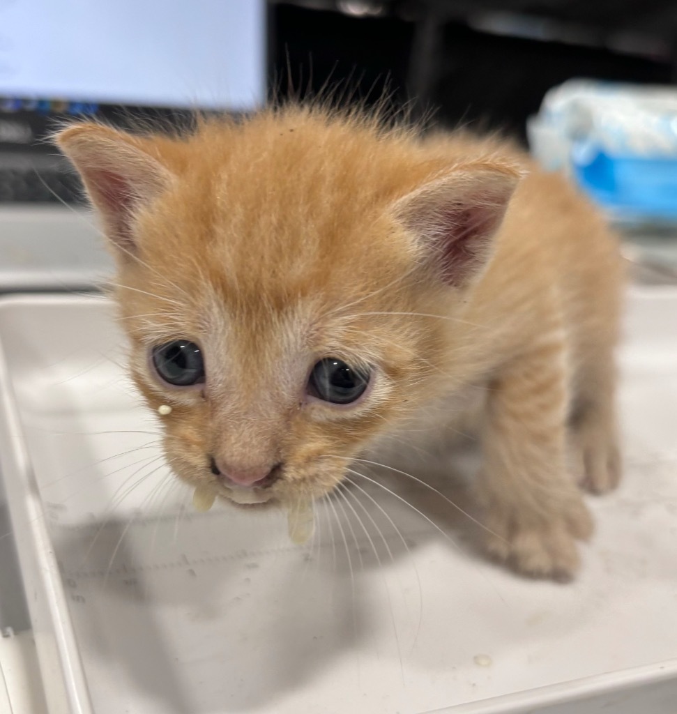 Anaya, an adoptable Domestic Short Hair in Corpus Christi, TX, 78415 | Photo Image 2