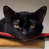 Gigi is a handsome sleek black male cat with stunning yellow eyes Not just a good-looker this 4 
