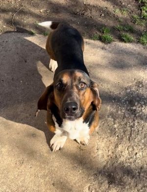 Hank is fairly new to the rescue and undergoing Heartworm treatment lar May Hank will be ready to a