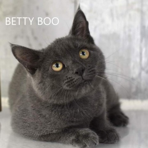 bettyboo, an adoptable Domestic Short Hair in Yuma, AZ, 85365 | Photo Image 1