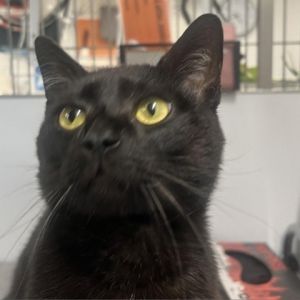 Meet Garrett a handsome 1-year-old male cat with a sleek black coat and a charming personality Gar