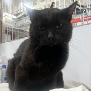 Meet Bibble a sleek and handsome 3-year-old male cat with a striking black coat and a charming pers