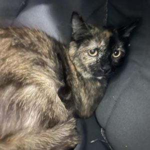 Meet Bunny a charming 1-year-old tortoiseshell female cat with a delightful personality and a strik