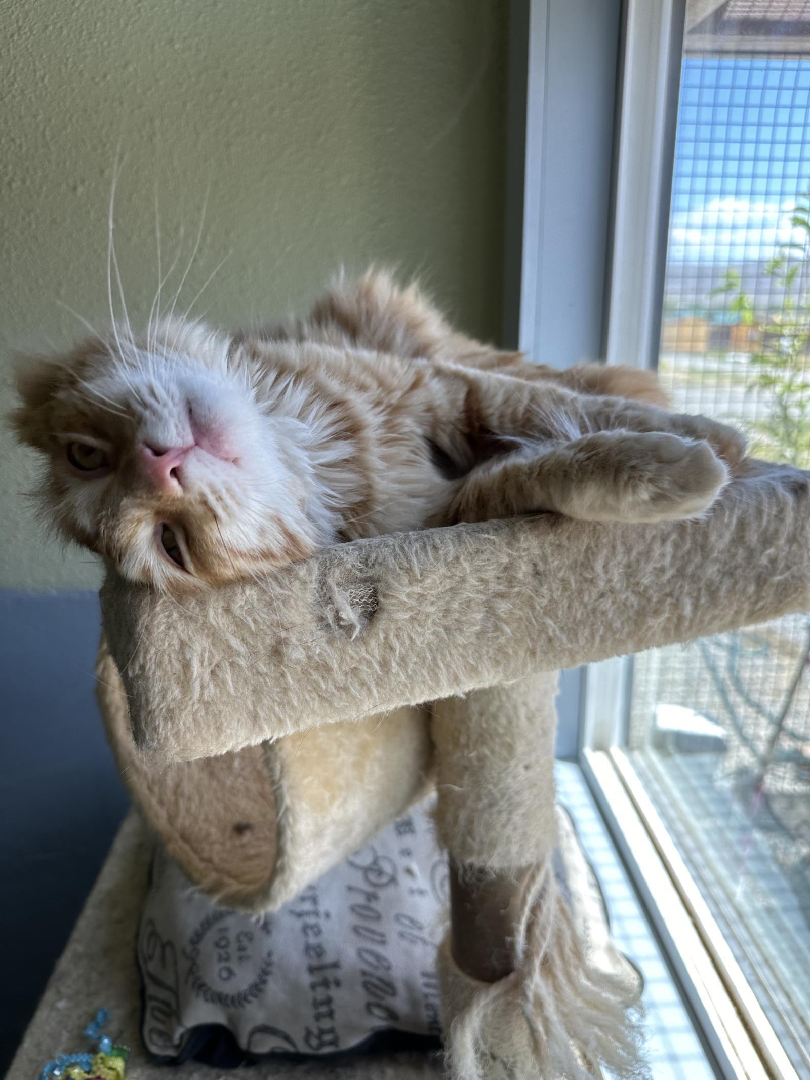 Fritz, an adoptable Tabby in Incline Village, NV, 89450 | Photo Image 2