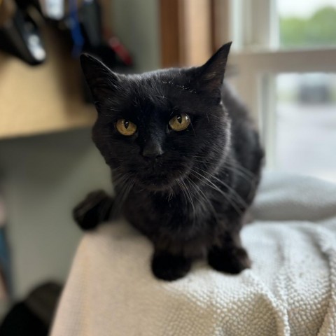 Polly--In Foster, an adoptable Domestic Medium Hair in Fargo, ND, 58102 | Photo Image 1