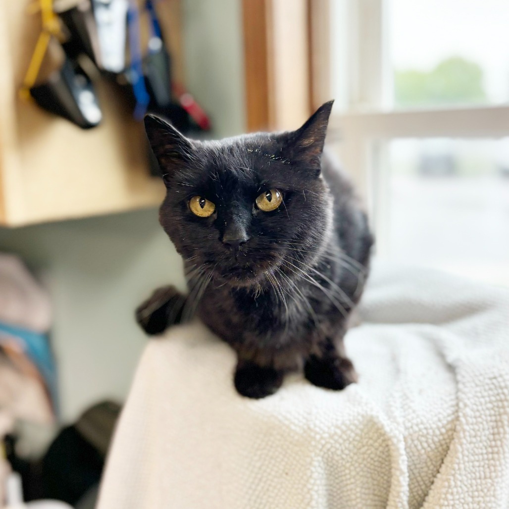 Polly--In Foster, an adoptable Domestic Medium Hair in Fargo, ND, 58102 | Photo Image 1