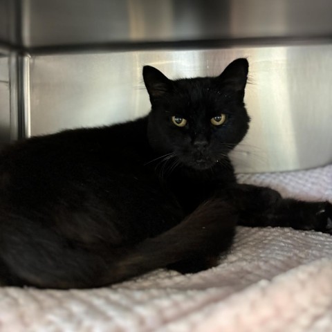 Polly--In Foster, an adoptable Domestic Medium Hair in Fargo, ND, 58102 | Photo Image 3