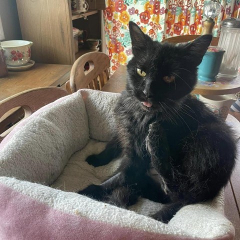 Polly--In Foster, an adoptable Domestic Medium Hair in Fargo, ND, 58102 | Photo Image 5