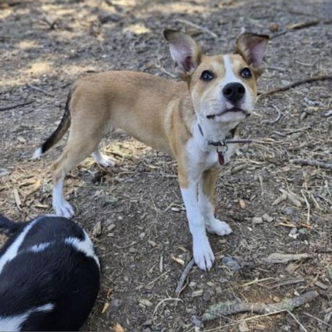 NOVA, an adoptable McNab, Mixed Breed in Point Richmond, CA, 94801 | Photo Image 5