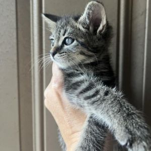 ADOPT NERMAL Nermal is sweet and playful He loves playing with his siblings and is always cuddled 