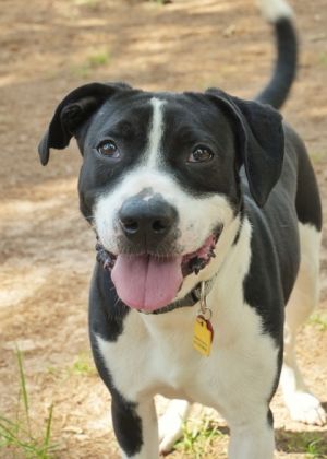 Meet Morty the charming 2-year-old mixed breed looking for his forever home Wi