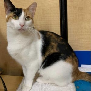Tortellini is a sweet young lady who was rescued with her 3 babies from a house with too many cats