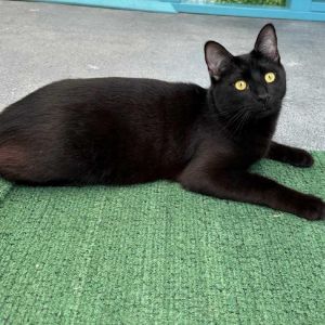 A little shy but sweet Pebbles KRLA-A-5088 and Caviar are litter mates and will make your heart be