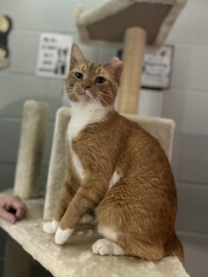 Hello My name is Mufasa I am a very sweet gentleman with a little bit of a playful side at