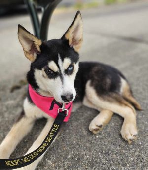 Layla Husky Dog