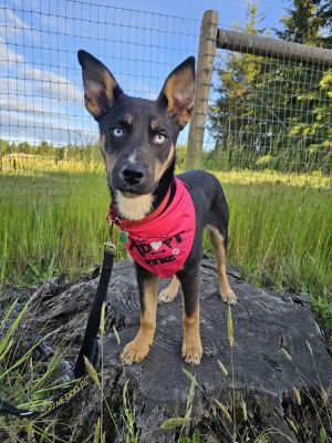 Animal Profile Buck is an estimated 5 month old male husky mix who is social and friendly with peop