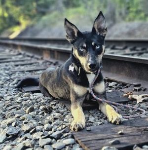 Buck Husky Dog