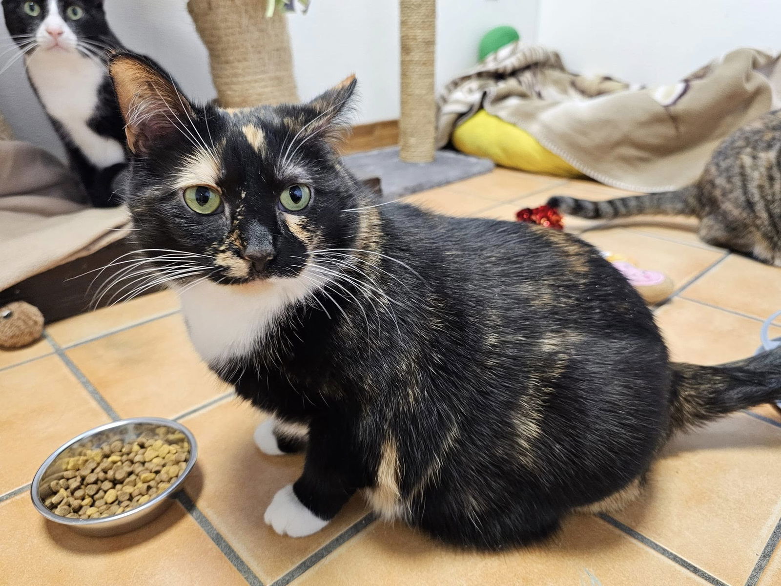Caramel, an adoptable Domestic Short Hair, Calico in Cedar Rapids, IA, 52405 | Photo Image 1