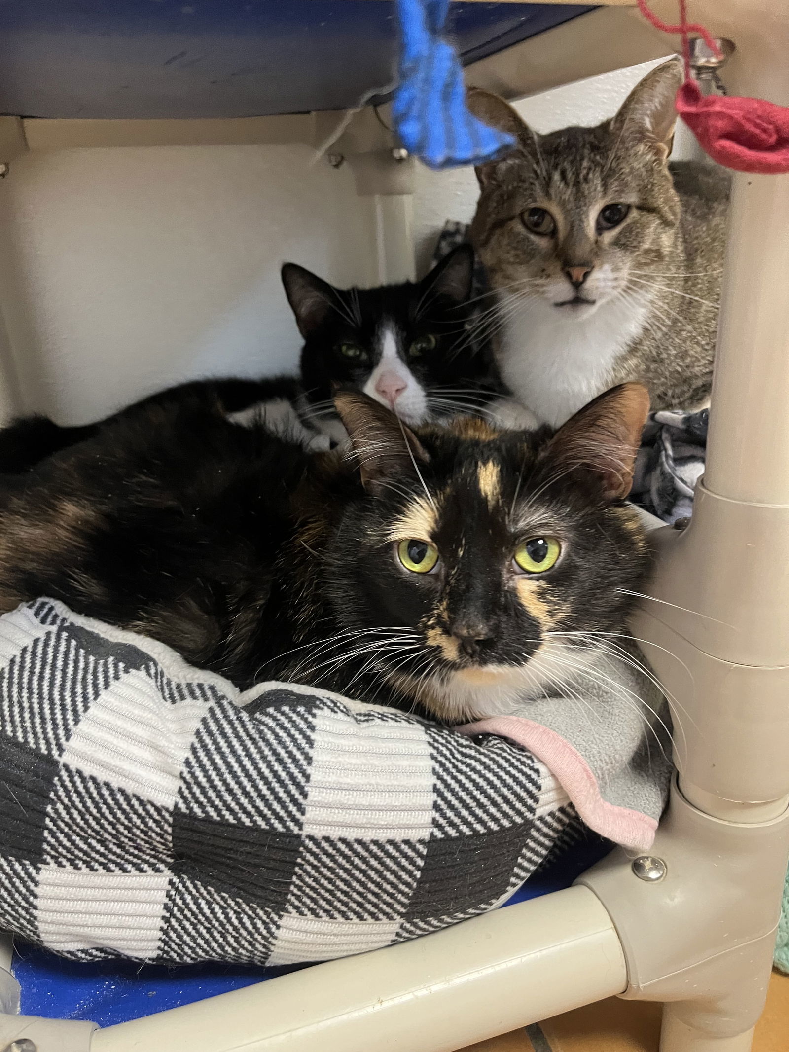 Caramel, an adoptable Domestic Short Hair, Calico in Cedar Rapids, IA, 52405 | Photo Image 3